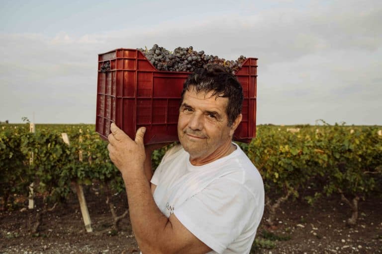 italienischer Winzer in den Weinbergen in Apulien mit handverlesenen Trauben